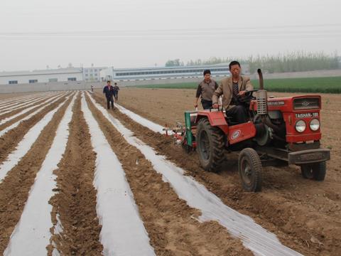花生播種機工作現場